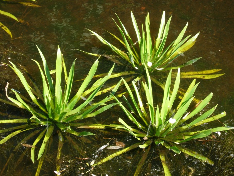 Водоросли в пруду