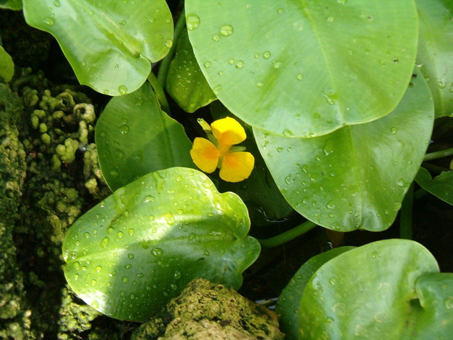 Травянистое земноводные растения