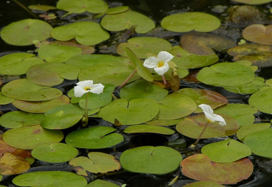 Филлантус аквариумное растение