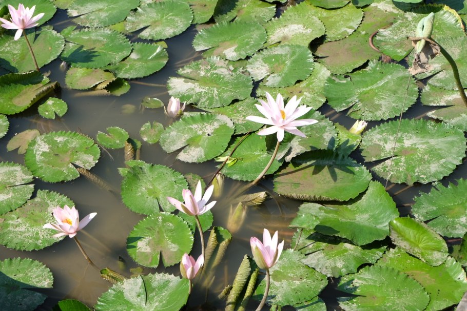 Тайские кувшинки