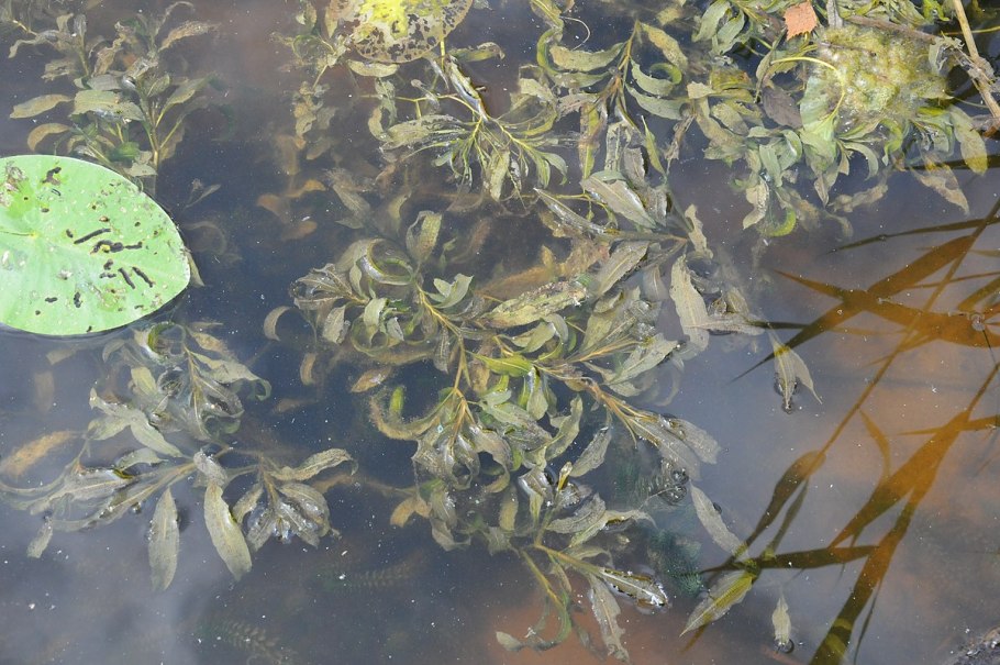 Нимфея микранта цветет