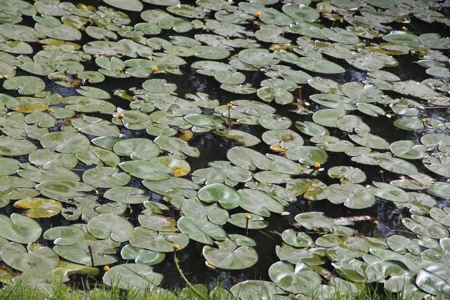 Лимнобиум лаевигатум