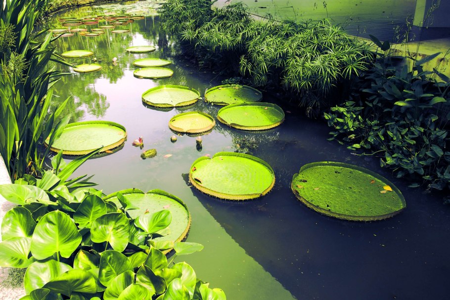 Водные растения все виды на фото