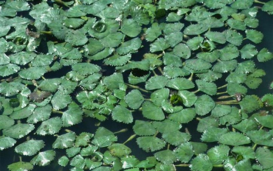 Кувшинка влаголюбивое растение