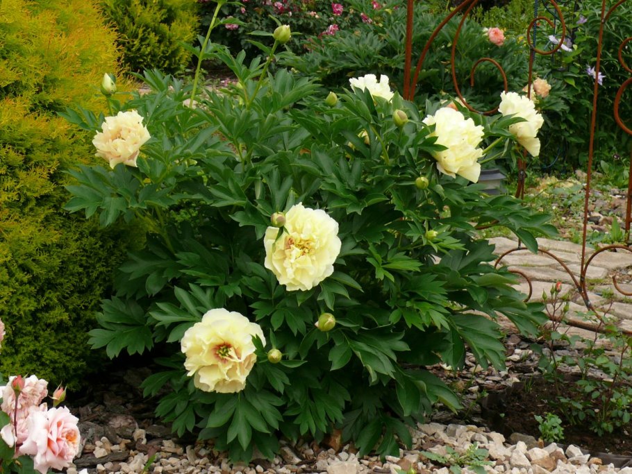 Пион Прейри Шарм