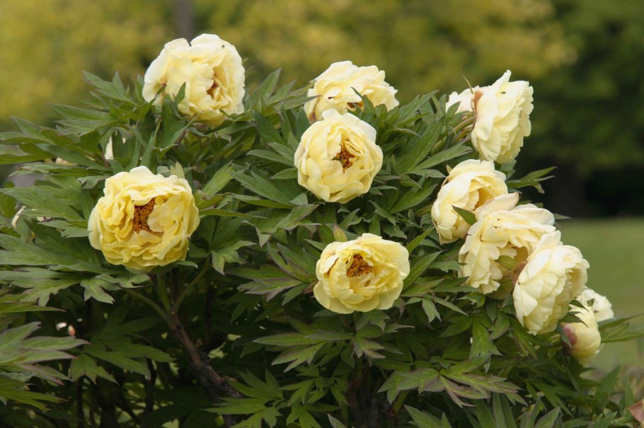 Пион древовидный Баттерфляй