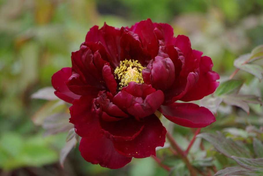 Пион Itoh Dark Eyes