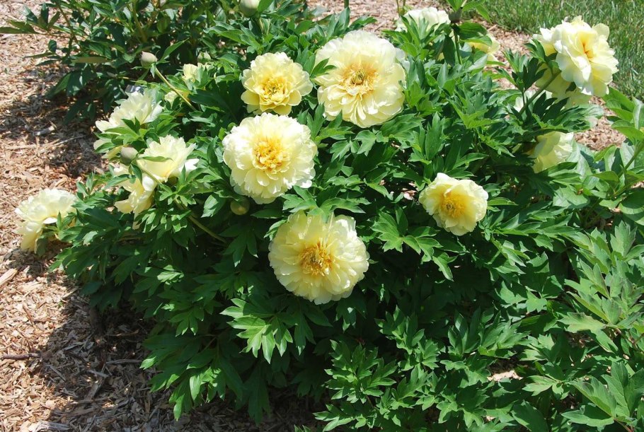 Пион Ито Бартзелла