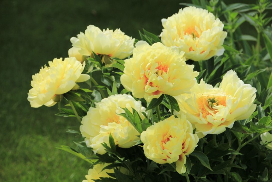 Пион Bartzella (Бартзелла)