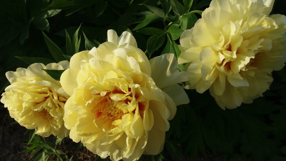 Пион Ито Bartzella