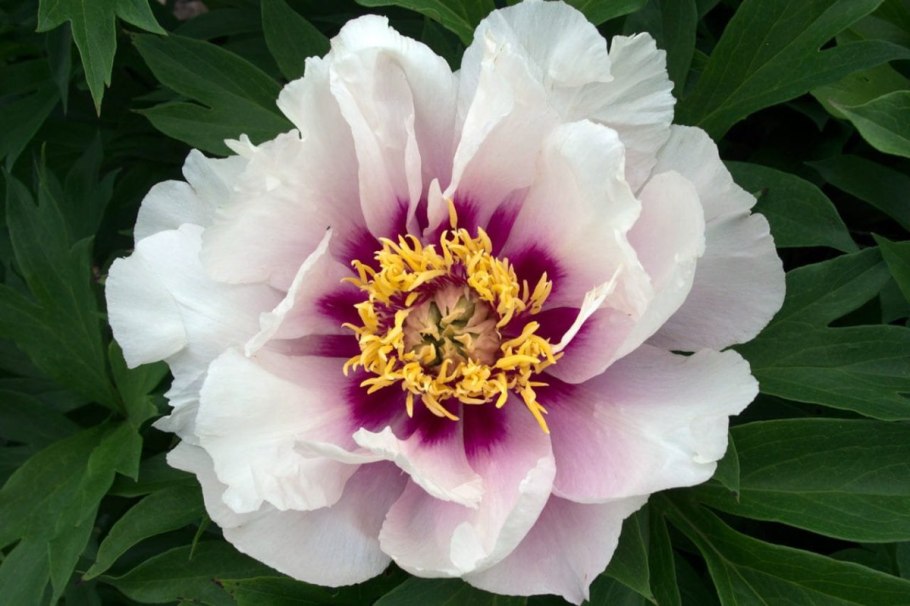 Пион Ито кора Луис