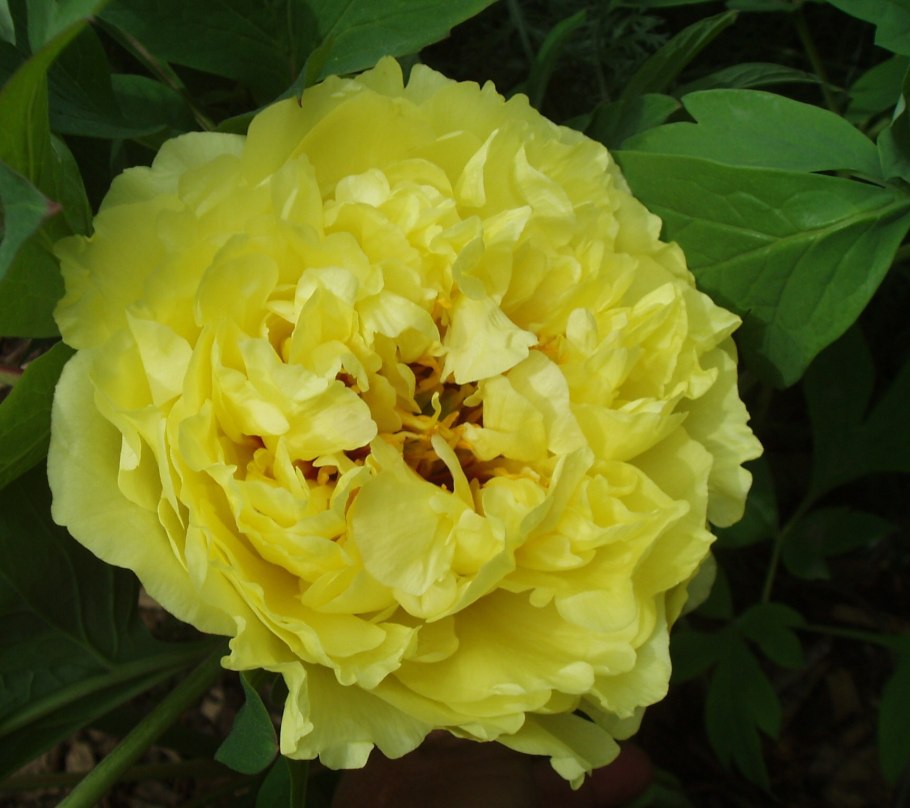 Пион Йеллоу Краун