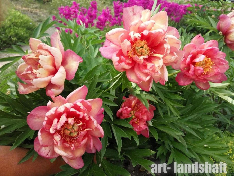 Пион Itoh Julia Rose