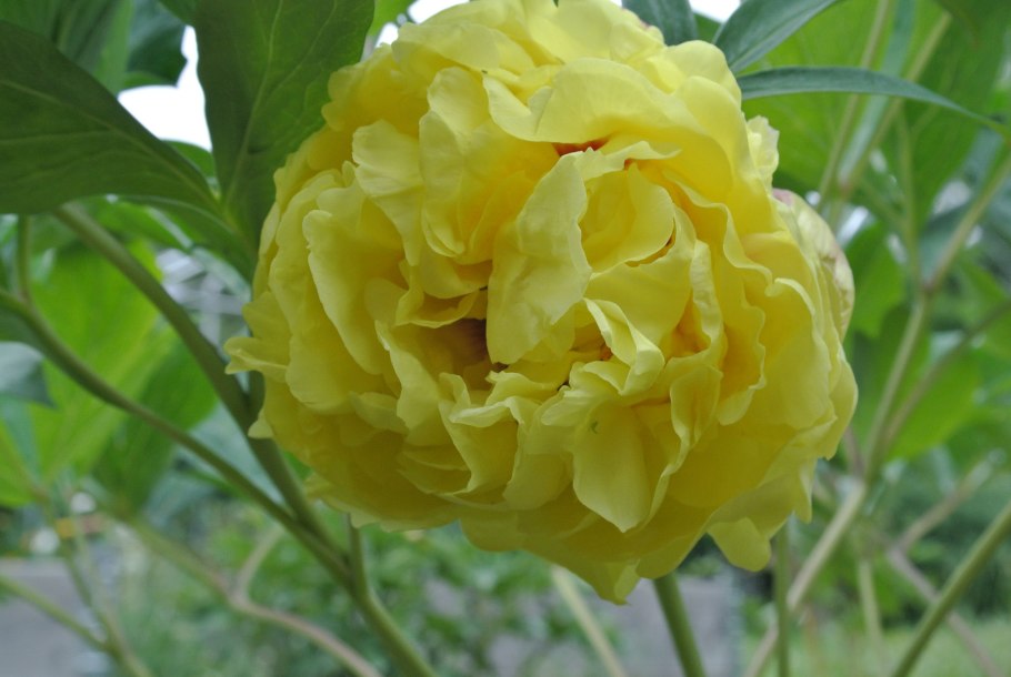 Пион "Йеллоу Краун" (Yellow Crown)