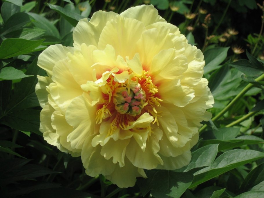 Пион-Ито Ориентал Голд