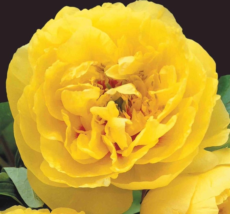 Пион желтый Йеллоу Краун