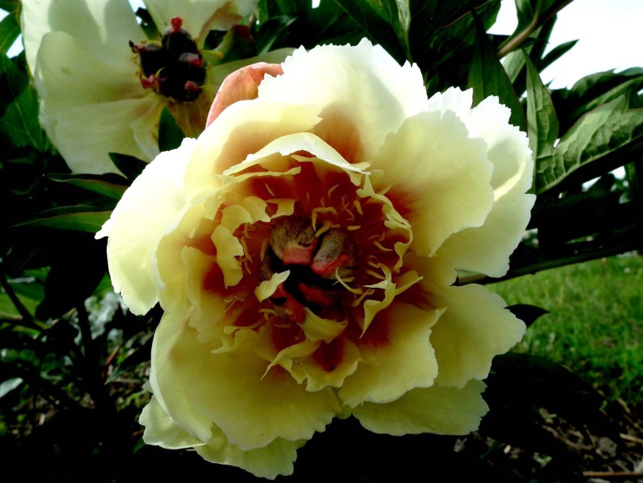 Пион Ито бордер Чарм