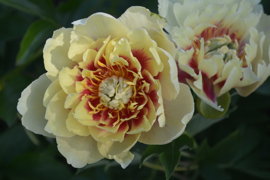 Пион Ито-гибрид Гарден Треже