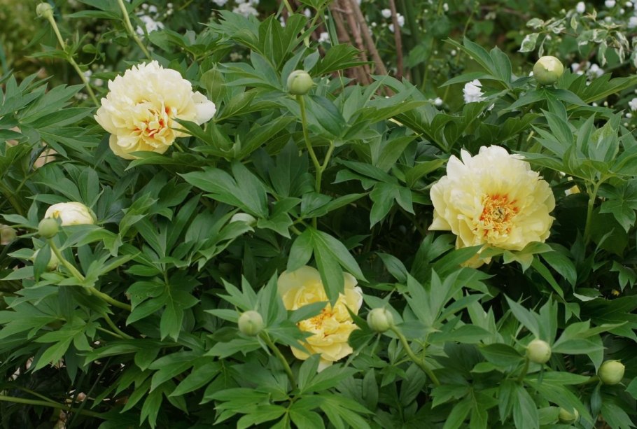 Древовидный пион Бартзелла