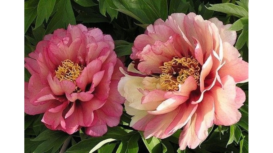 Пион Itoh Hillary