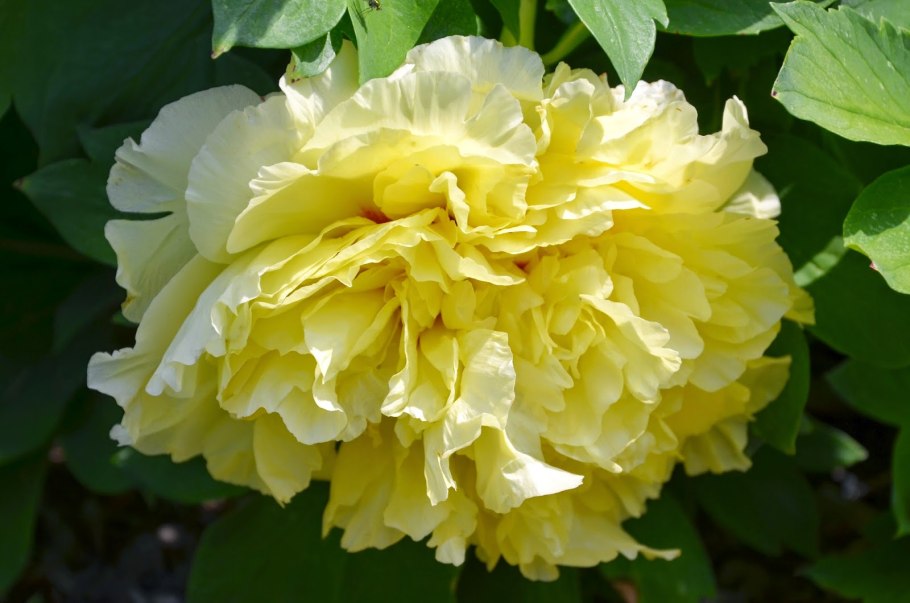 Пион древовидный Йеллоу Краун