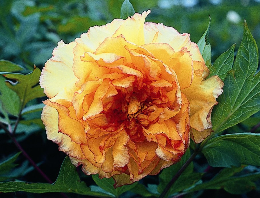 Пион древовидный желтый