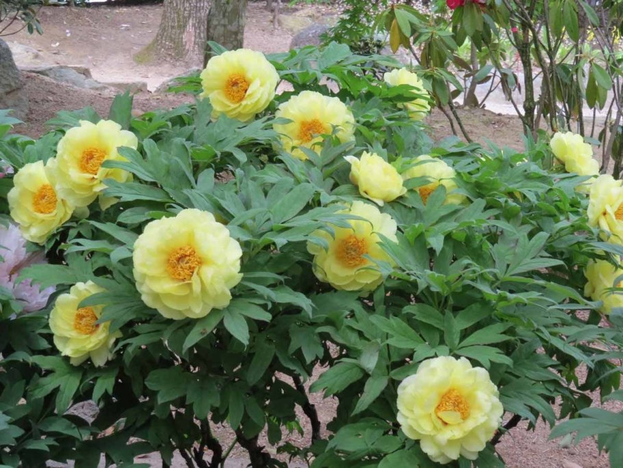 Пион древовидный Яо'с Йеллоу