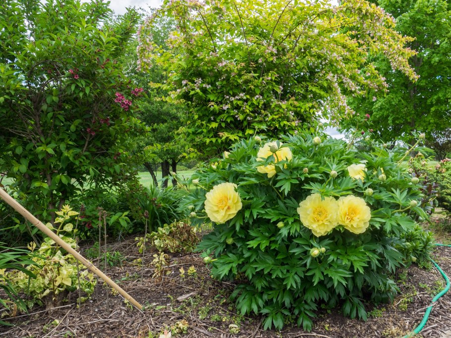 Гортензия Бартзелла