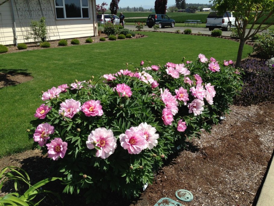 Пион Ферст арривал