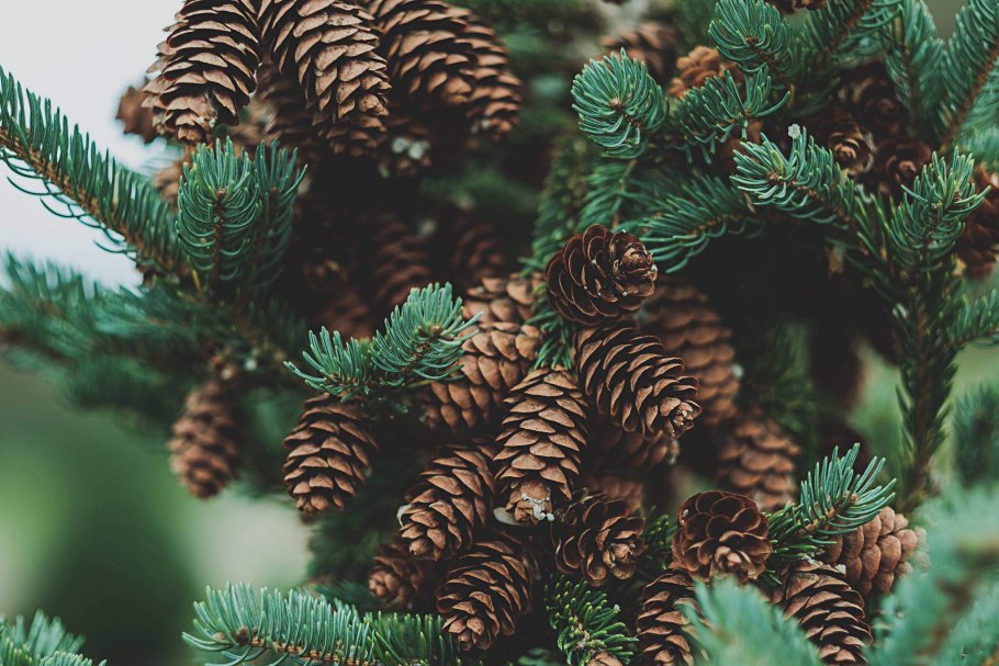 Кедр Сибирский Pinus sibirica