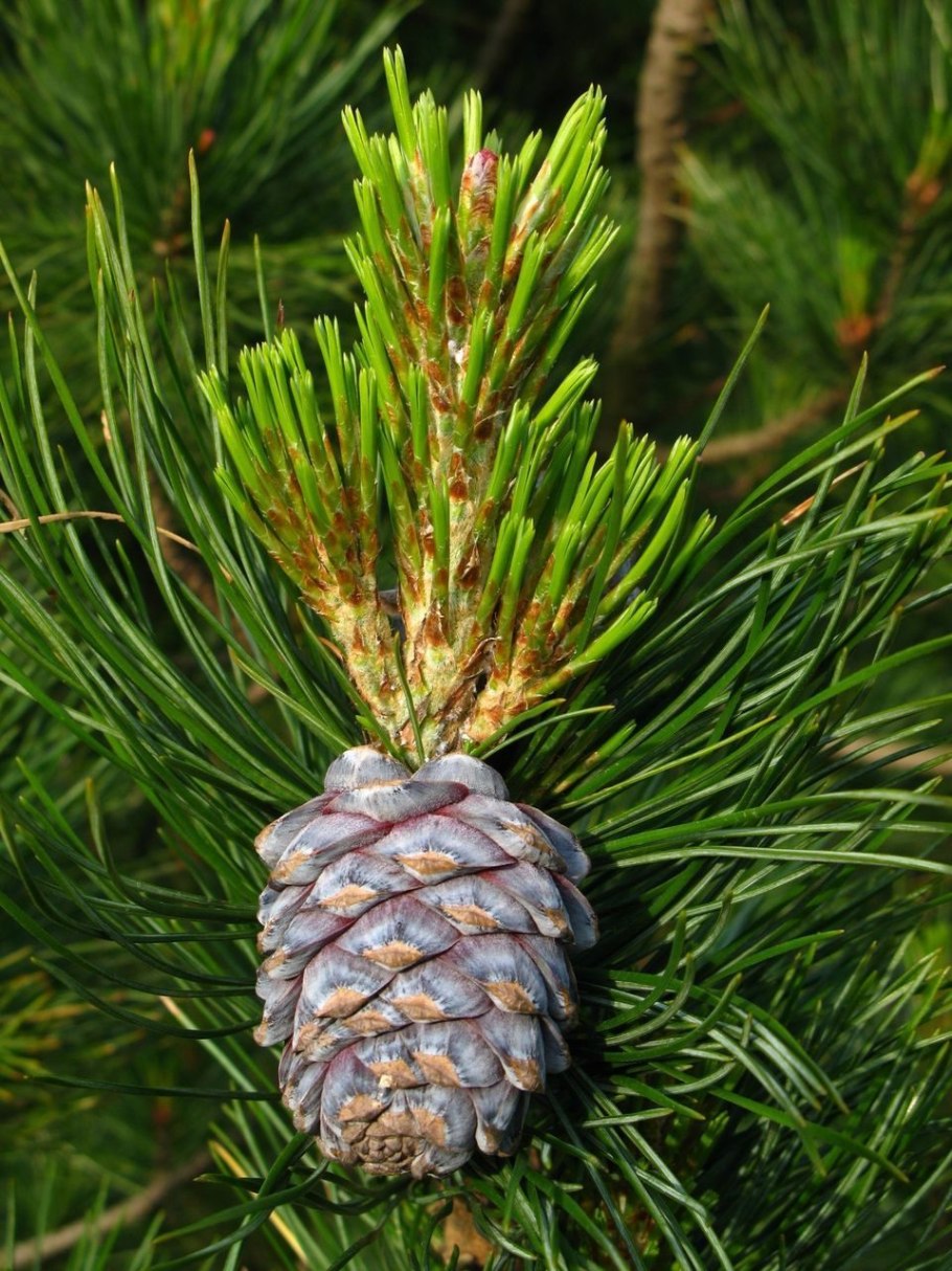 Сосна Кедровая Сибирская/Pinus sibirica