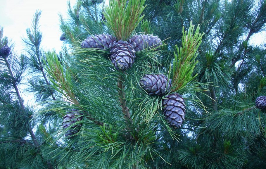 Кедр Сибирский Pinus sibirica