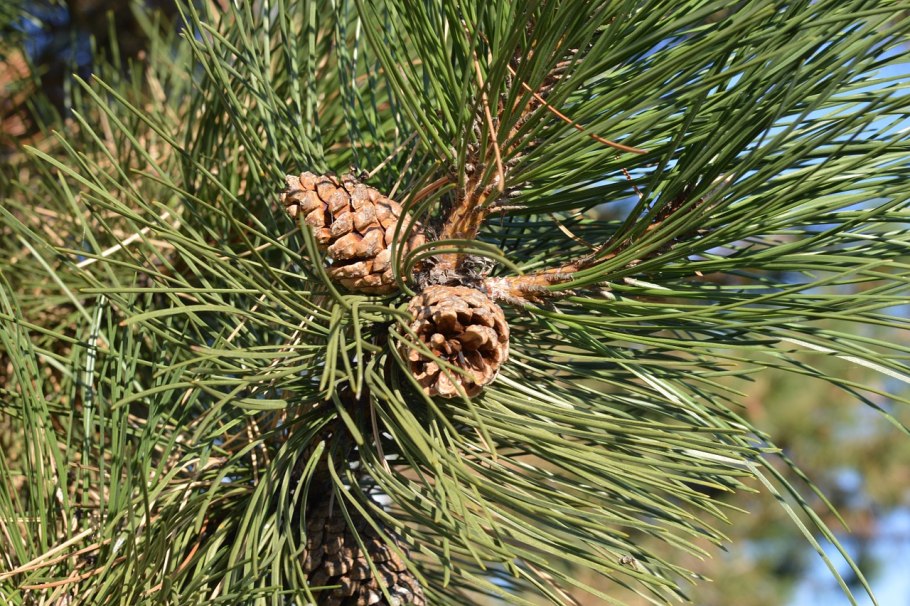 Pinus pinea шишка