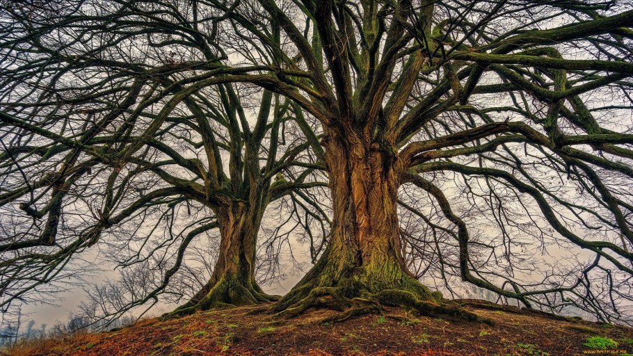 Дерево Утун