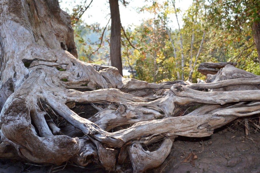 Родовая дерево