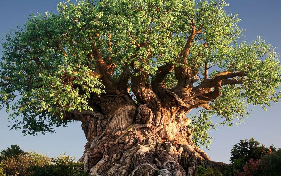 Карликовый дуб