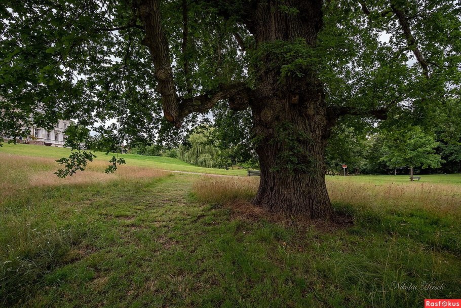 Дуб рисунок для детей на прозрачном фоне