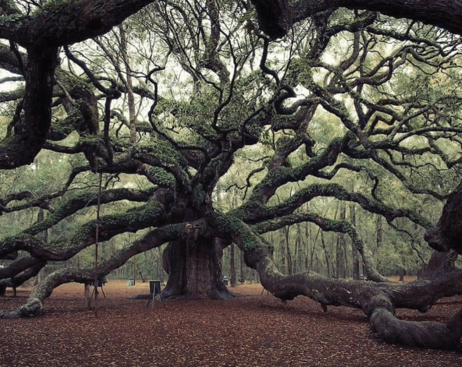 Красивый сказочный дуб