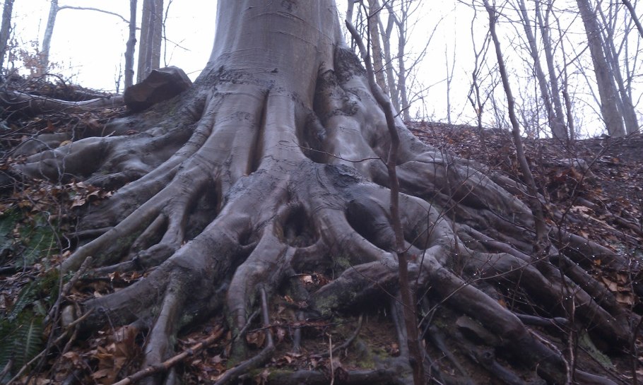 Дуб урочища Комптон Хилл