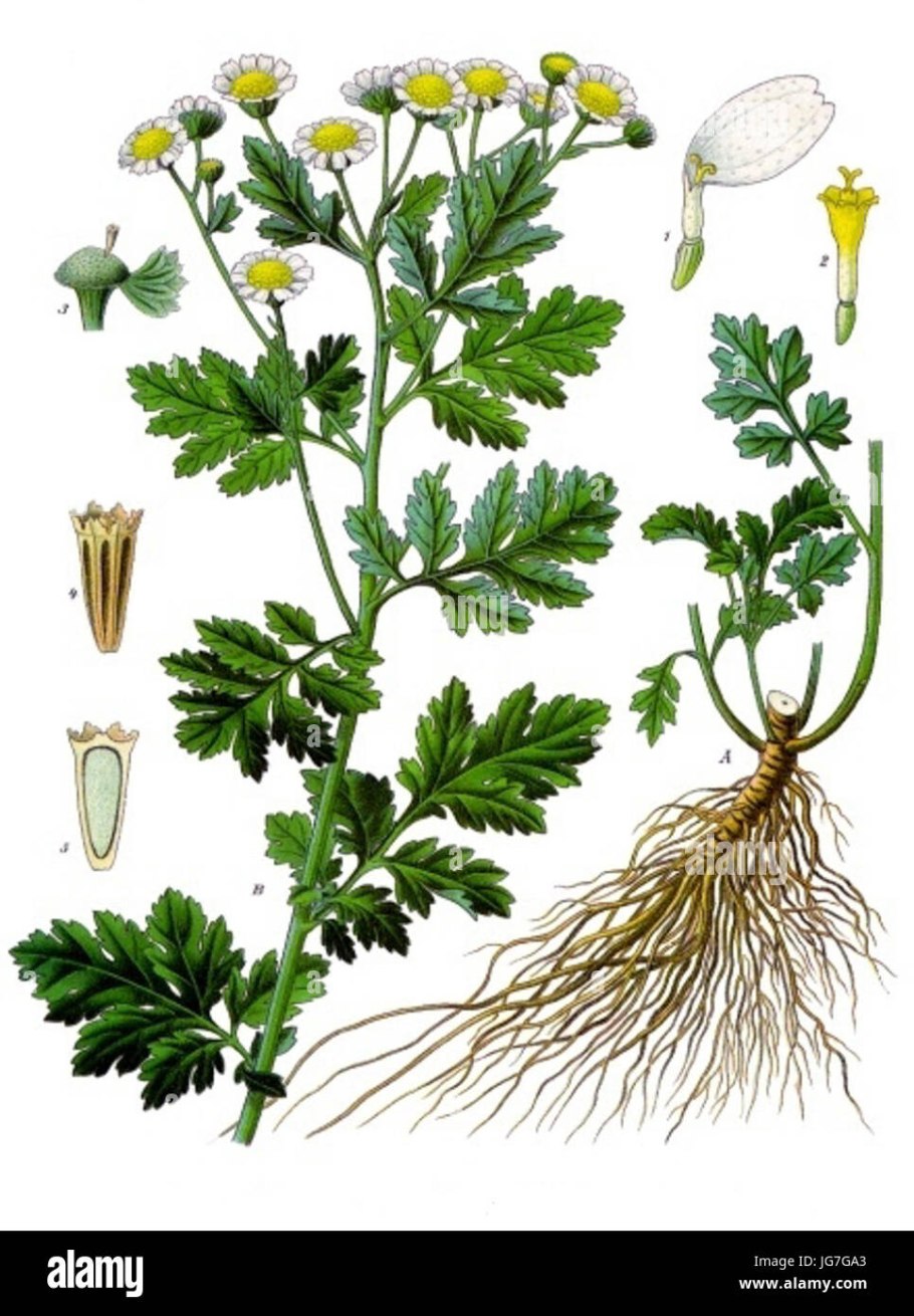 Пижма полезные св-ва