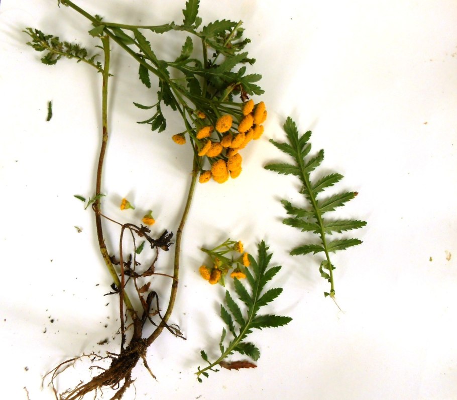 Achillea millefolium гербарий