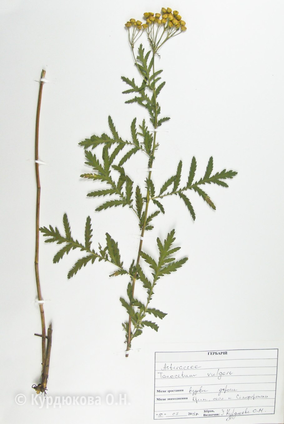 Пижма обыкновенная (Танацехол)