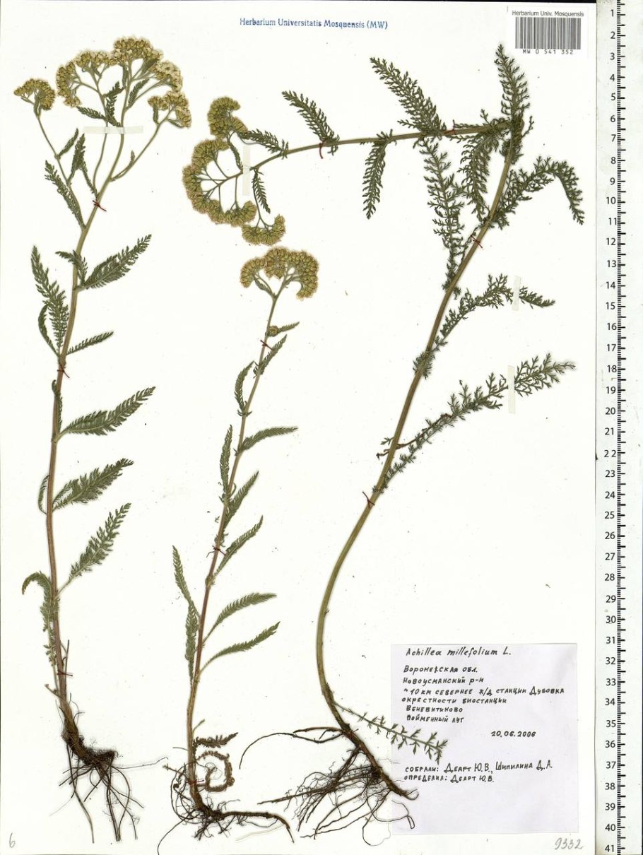 Строение цветка