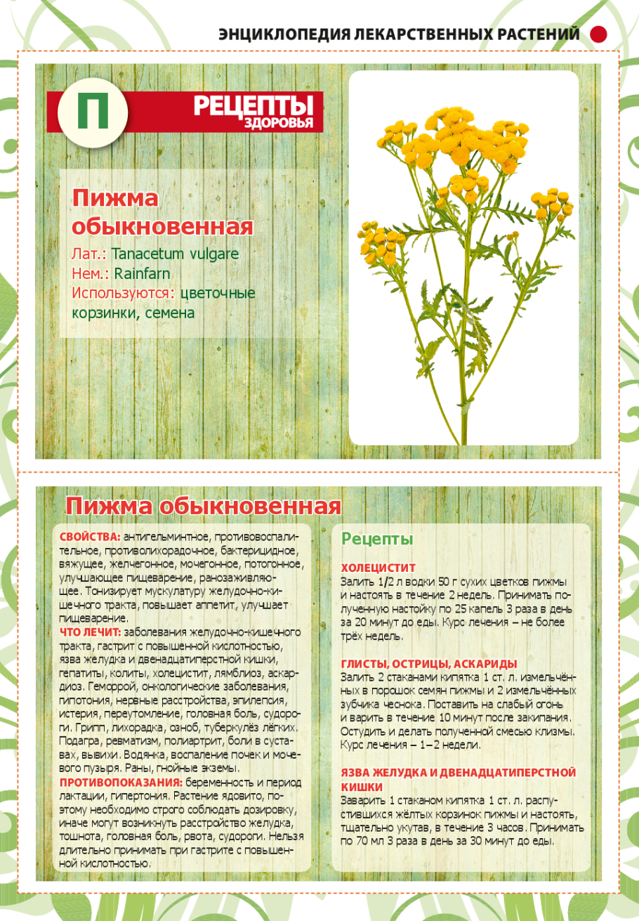 Пижма форма сечения