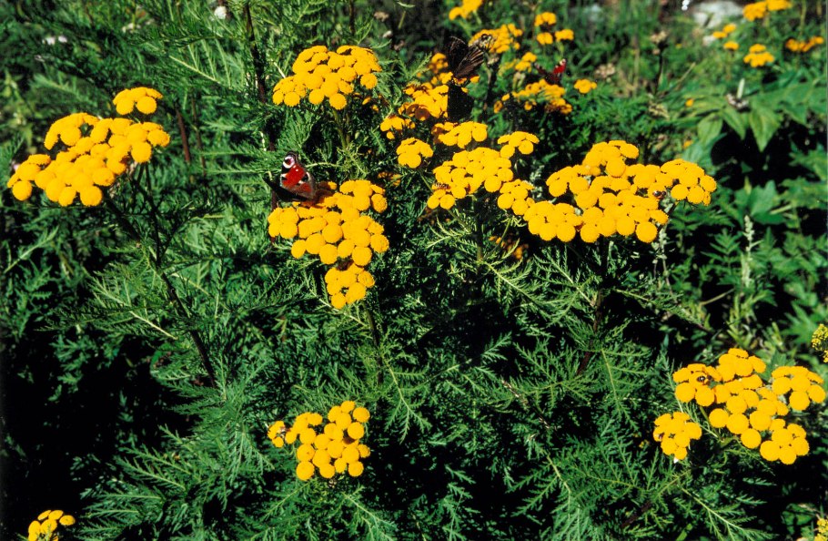 Пижма обыкновенная