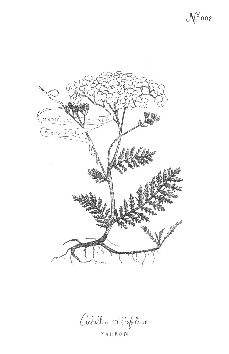 Пижма обыкновенная гербарий