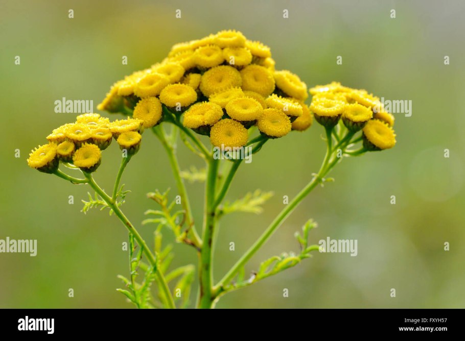 Пижма обыкновенная tanacetum vulgare