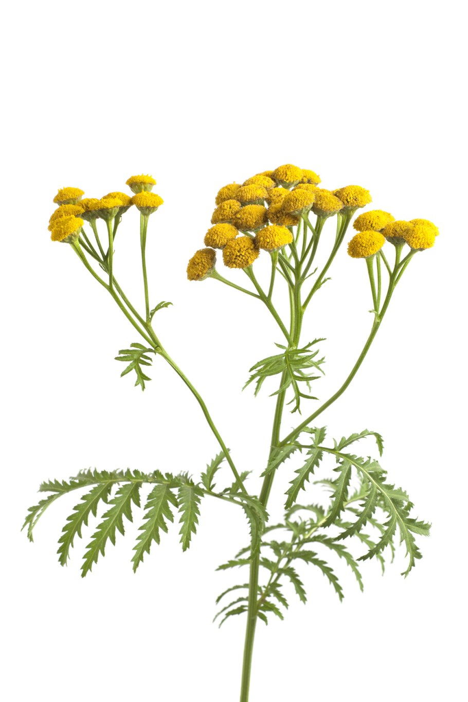 Пижма обыкновенная