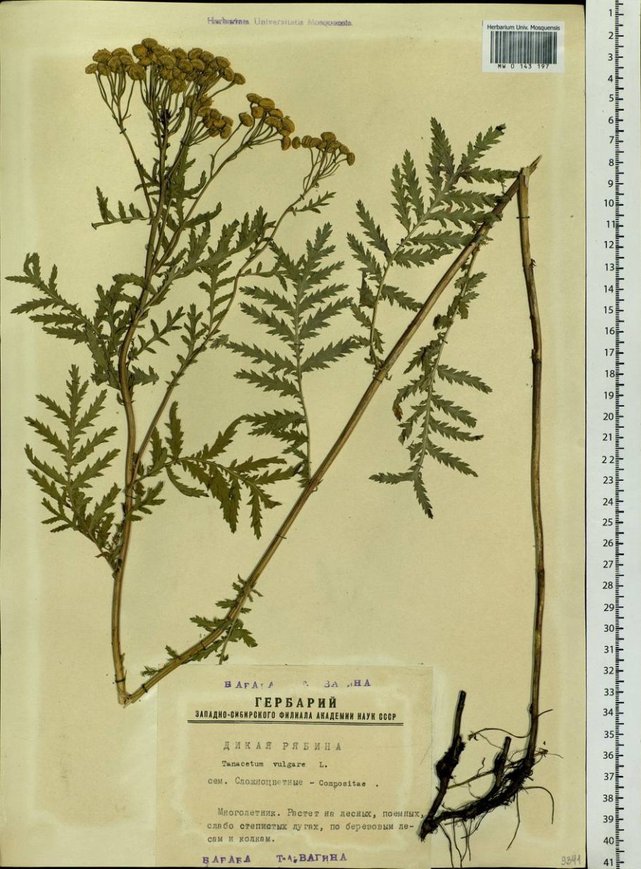 Пижма обыкновенная (Tanacetum vulgare)