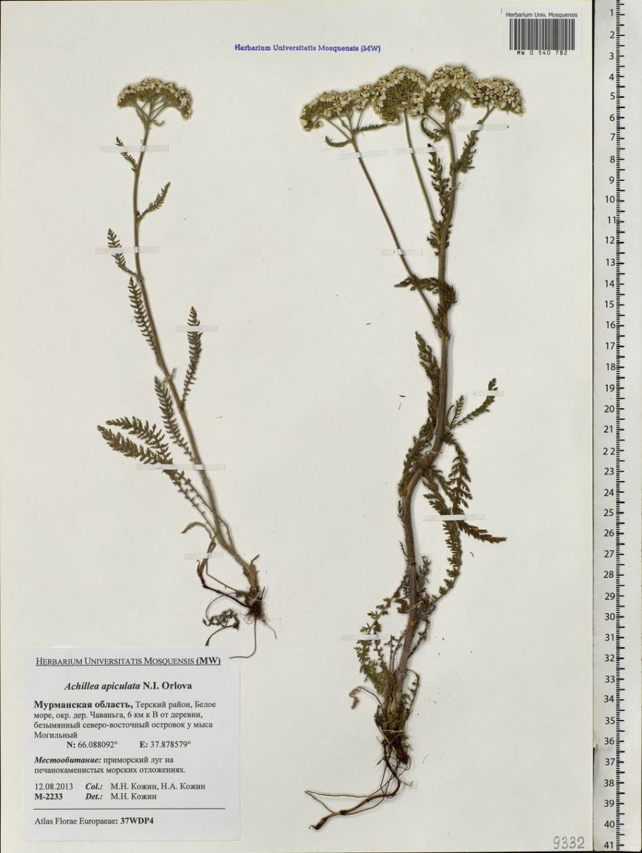 Пижма пиретрум